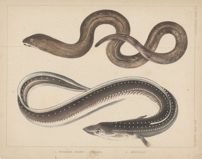 1. Muraena Kidako, 2. Anguilla, 1855 by H. Patterson